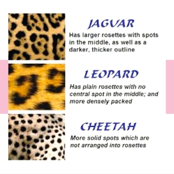 ποΈ Kate β iPhone 6.7" Leopard Print Case For iPhone 14 Plus - Picture 5 of 8